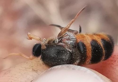 Astomella hispaniae